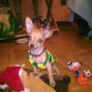 jugando con mi perro noel!! me regalo mi ama!!